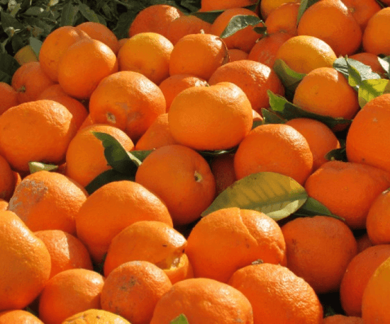 Seville orange